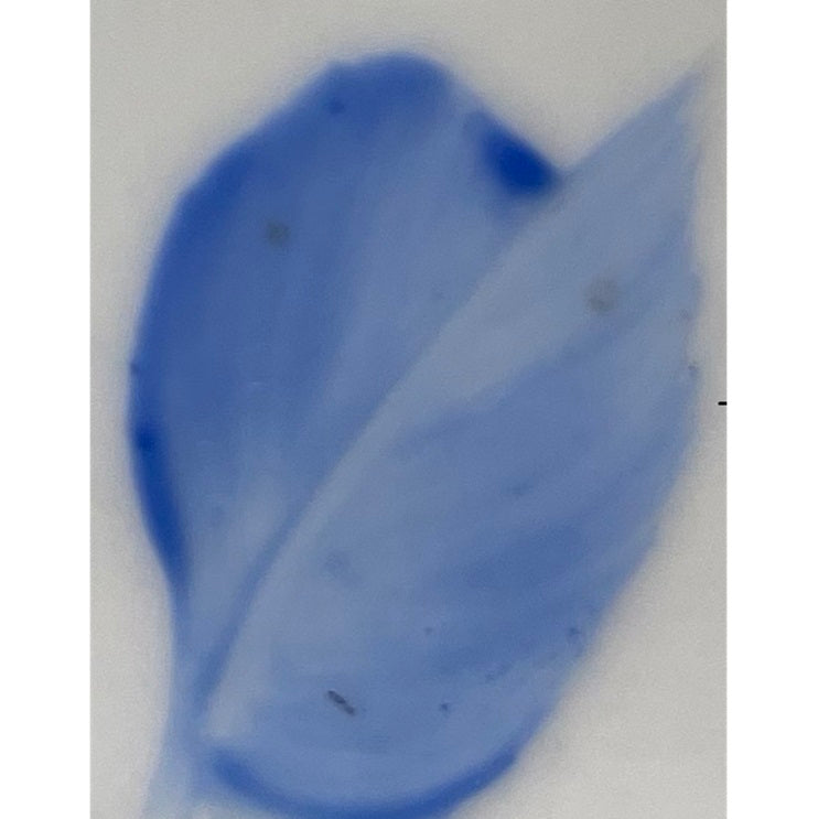 Colore in polvere in confezione da 10 grammi Artemagiashop