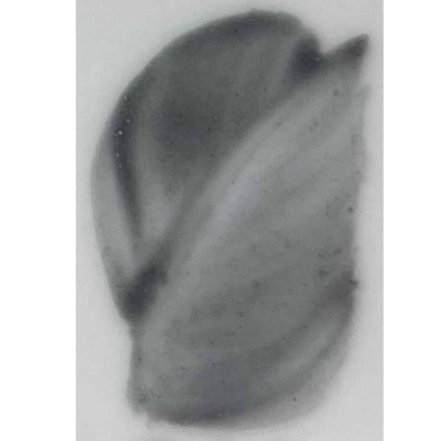 Colore in polvere in confezione da 10 grammi Artemagiashop