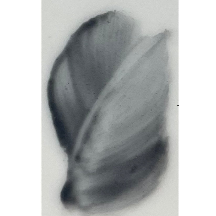 Colore in polvere in confezione da 10 grammi Artemagiashop