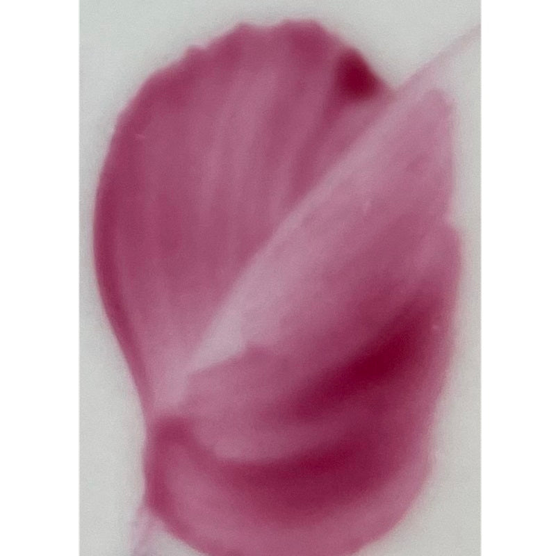 Colore in polvere in confezione da 10 grammi rosa Artemagiashop