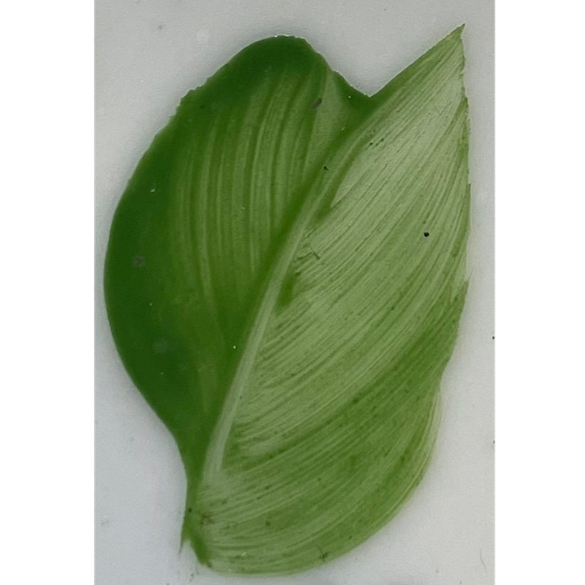 Colore in polvere in confezione da 10 grammi Artemagiashop