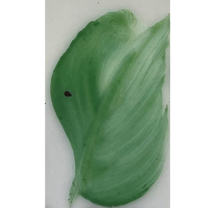 Colore in polvere in confezione da 10 grammi Artemagiashop